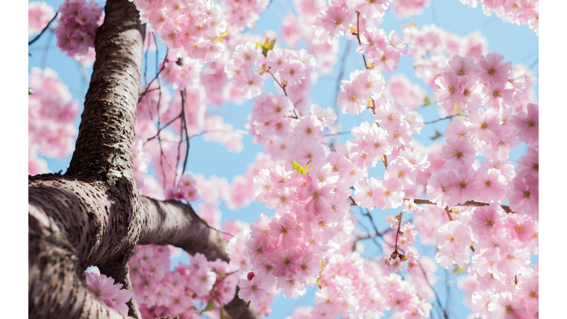 桜の写真2
